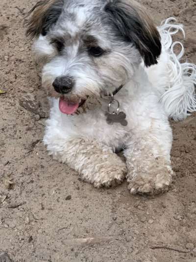 Mischlingshunde Foto Aufruf-Beitrag-Bild