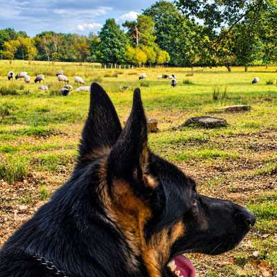 Deutsche Schäferhunde, Belgische Schäferhunde.-Beitrag-Bild