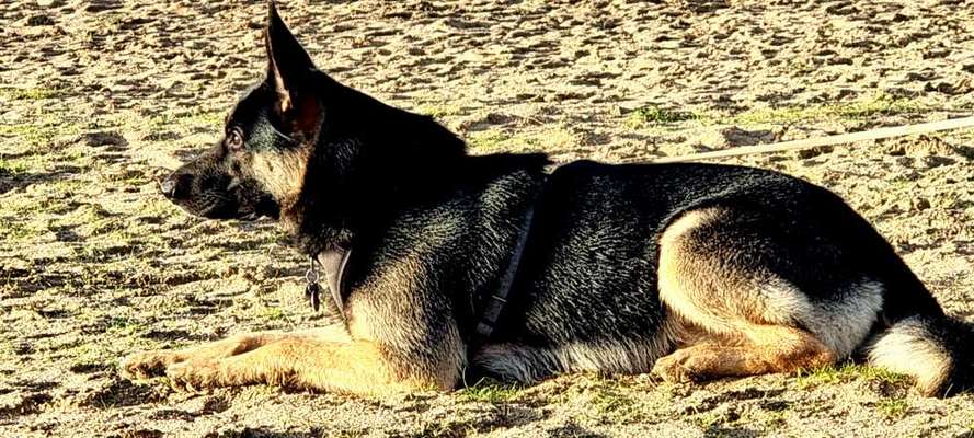 Schäferhund-Fans?-Beitrag-Bild