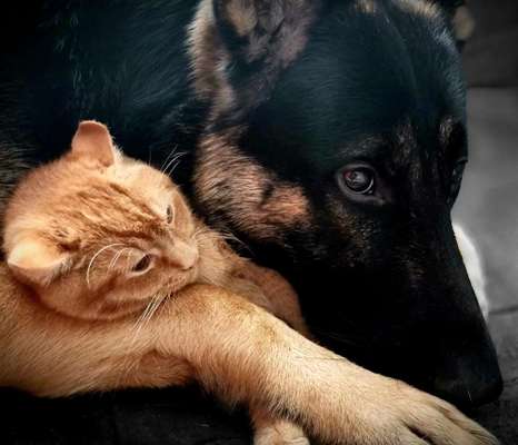 Hund und Katz Momente-Beitrag-Bild