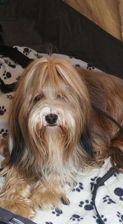 Unsere Fellnasen im Regenbogenland-Beitrag-Bild