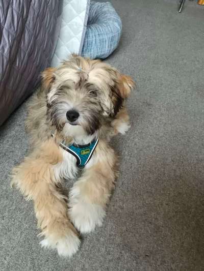 Tibet Terrier-Beitrag-Bild