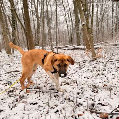 Hundetreffen-Gassi und spielrunde-Bild