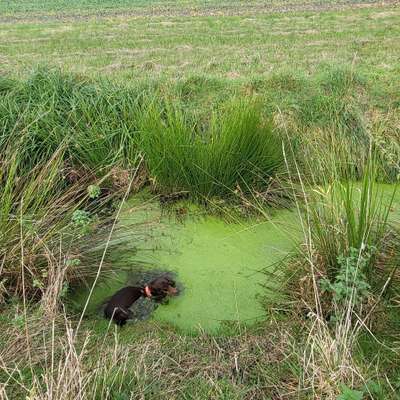 Hundetreffen-Gassirunde-Bild