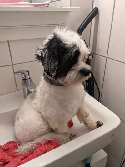 Havaneser dabei?:)-Beitrag-Bild