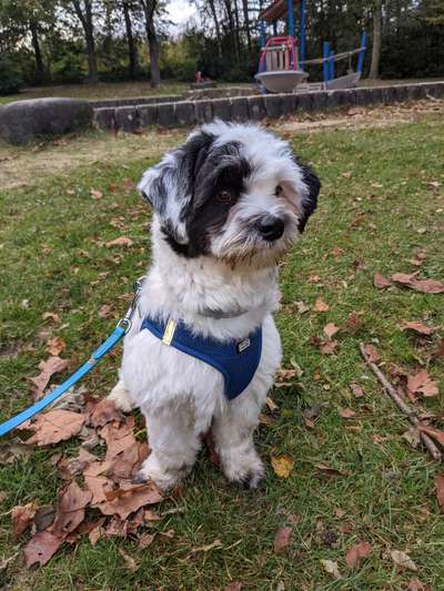 Havaneser dabei?:)-Beitrag-Bild