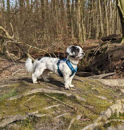 Havaneser dabei?:)-Beitrag-Bild