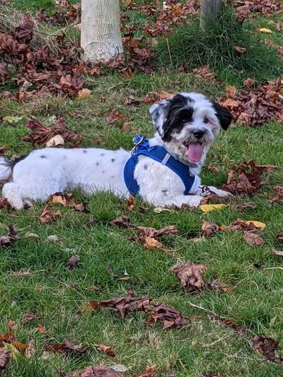 Havaneser dabei?:)-Beitrag-Bild