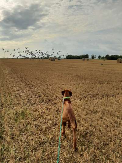 Hundetreffen-Rhodesian Ridgeback Treffen-Bild