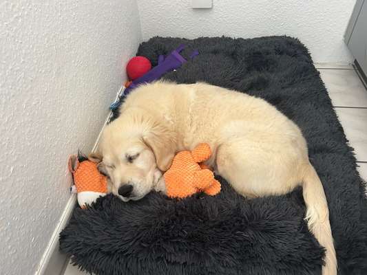 Welpen Bilder !-Beitrag-Bild