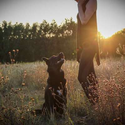 Hundetreffen-Lernspaziergang an der Leine