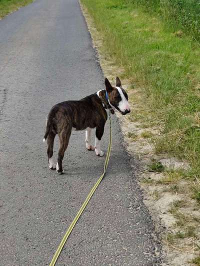 Hundetreffen-Gemeinsame Gassi/Spielrunde-Bild