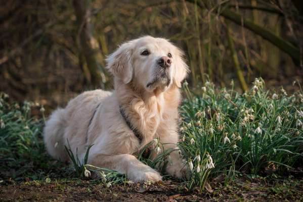 Dogorama Photo Challenge - Der Frühling kommt-Beitrag-Bild