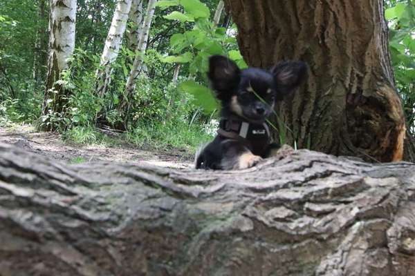 Hundetreffen-Treffen mit kleinen Hunden / Sozialkontakte knüpfen.-Bild