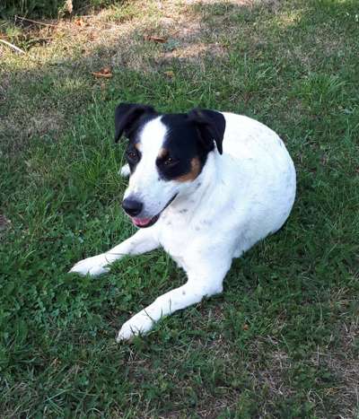 Jack Russell Terrier-Beitrag-Bild