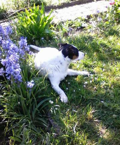 Die Dogorama Monats Challenge "Es grünt und blüht"-Beitrag-Bild