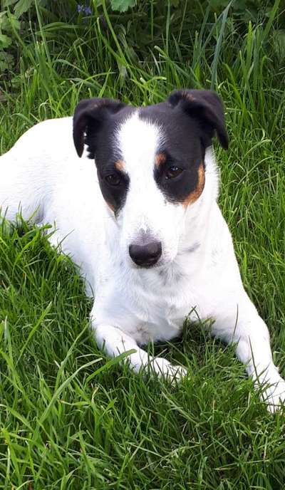 Die Dogorama Kalender Challenge Teil 3/4-Beitrag-Bild