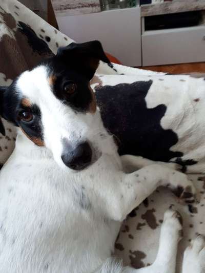 Wo sind die Jack und Parson Russell Terrier?-Beitrag-Bild