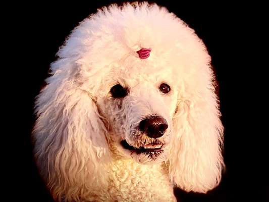 Fotochallange Nr. 57     PORTRÄT.   Beendet!!!!!!!!-Beitrag-Bild