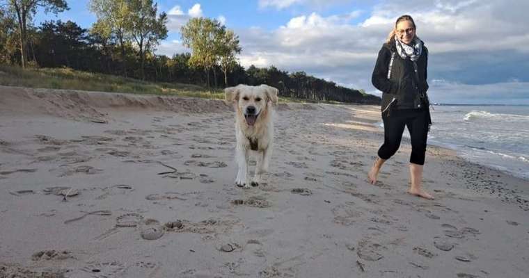 Hundetreffen-Hunderunde ohne Kontakt-Bild