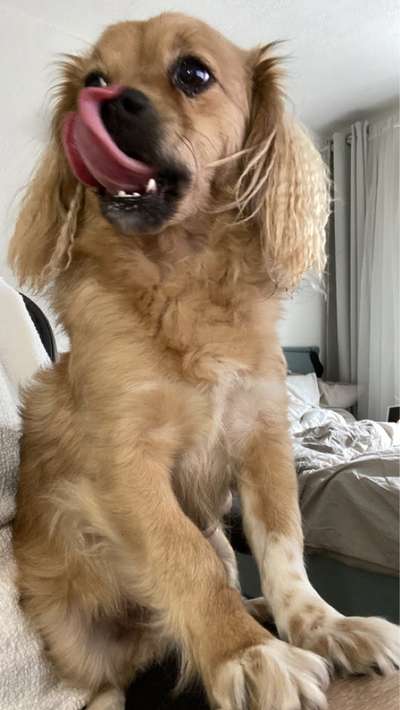 Mischlingshunde Foto Aufruf-Beitrag-Bild