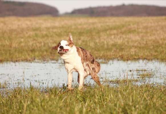 Zeige das lustigste Bild eures Hundis-Beitrag-Bild