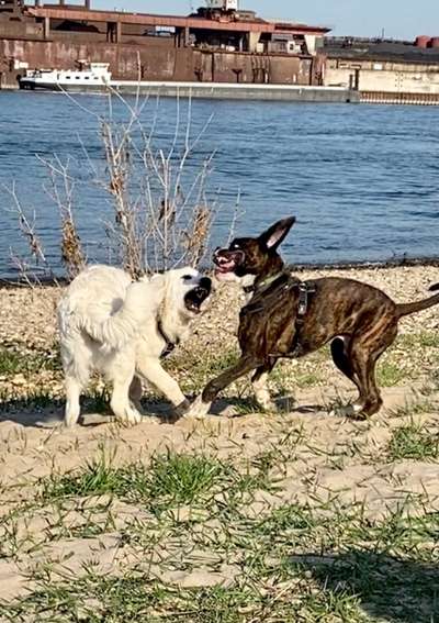 Lustigsten Grimassen von euren Hunden-Beitrag-Bild