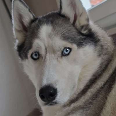 Hundetreffen-Neue Freunde gesucht-Bild