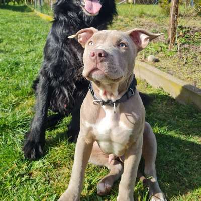 Hundetreffen-Gassirunde, Spielgefährten-Bild