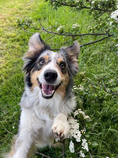 Die Dogorama Monats Challenge "Es grünt und blüht"-Beitrag-Bild