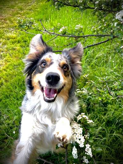 Die Dogorama Kalender Challenge Teil 3/4-Beitrag-Bild