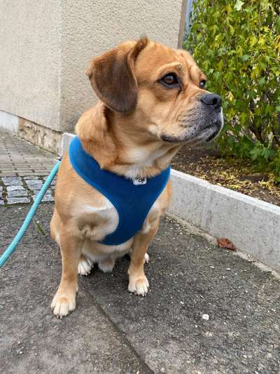 Mischlinge raten - Rätselspaß-Beitrag-Bild