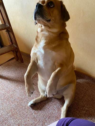 Mischlinge raten - Rätselspaß-Beitrag-Bild