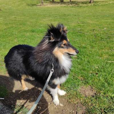 Hundetreffen-Gassirunde in Öhringen-Bild