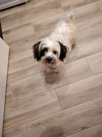 Hunderunde-Beitrag-Bild