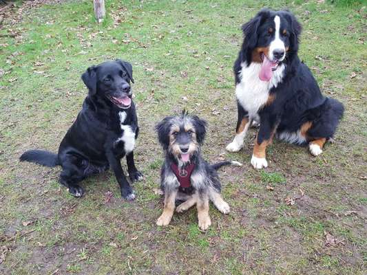 Als Welpen sind sie alle noch süßer-Beitrag-Bild