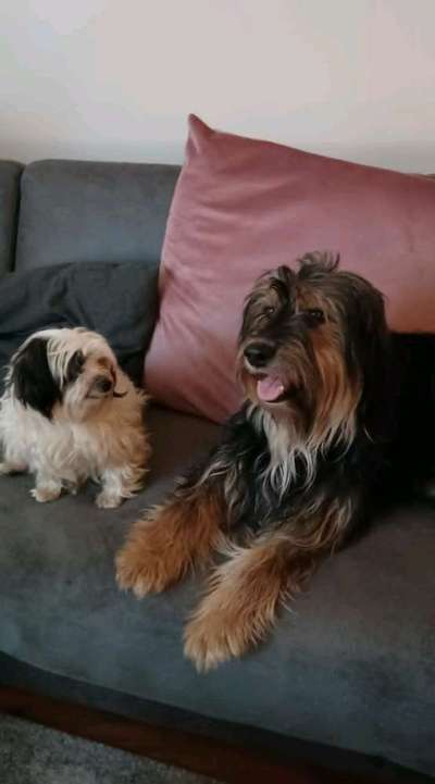 Hunderunde-Beitrag-Bild