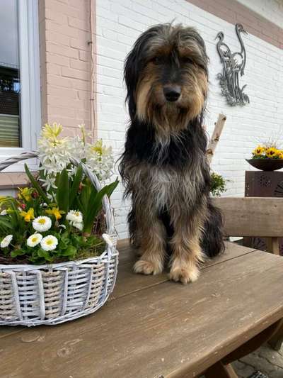 Ab wann fängt das vermenschlichen eines Hundes an ?-Beitrag-Bild