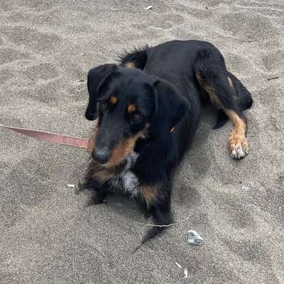 Hundetreffen-Sozialtraining-Profilbild