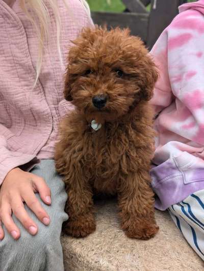 Hundetreffen-Welpentreff in Köln Esch-Bild
