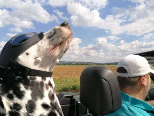 Die Dogorama Kalender Challenge Titelbild-Beitrag-Bild