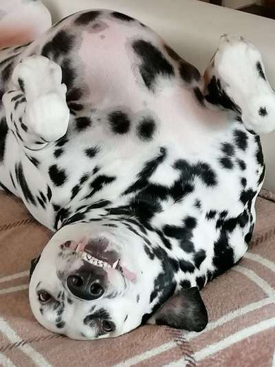 Die Dogorama Kalender Challenge Titelbild-Beitrag-Bild