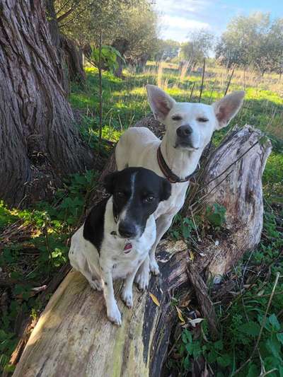Bester Freund, Hundekumpel - zeigt her!-Beitrag-Bild