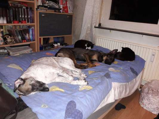 Hunde und Katzen harmonisch miteinander-Beitrag-Bild