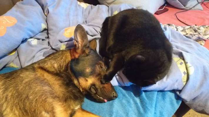 Hunde und Katzen harmonisch miteinander-Beitrag-Bild