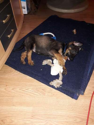 Welpen Bilder !-Beitrag-Bild