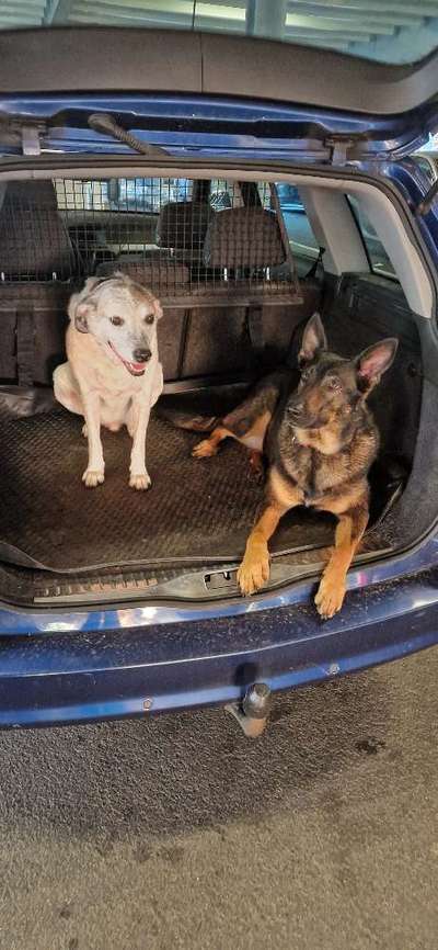 DEIN prefektes Hundeauto-Beitrag-Bild