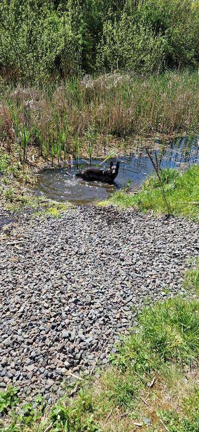 Schwimmen-Beitrag-Bild