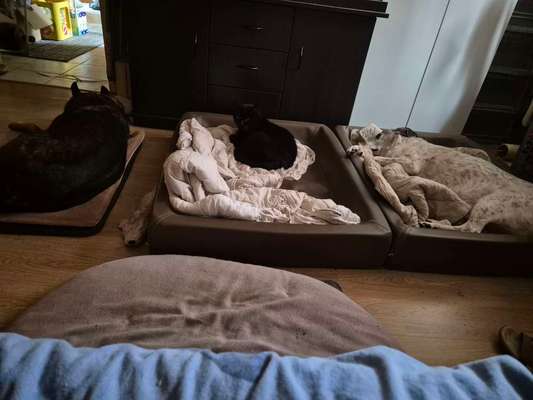 Welches Hundebett für große Rassen?-Beitrag-Bild