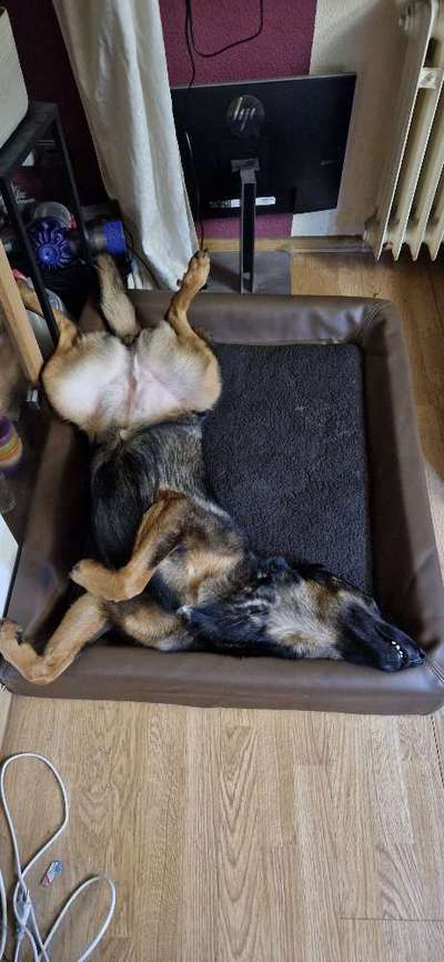 Dogorama Photo Challenge - Zeigt her eure Bäuche-Beitrag-Bild